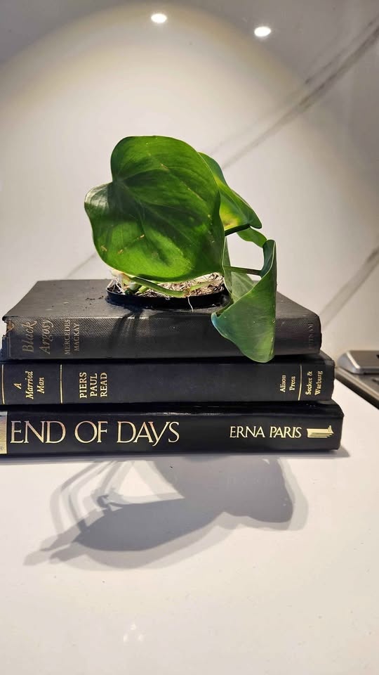 Stunning upcycled black book set planter with pothos