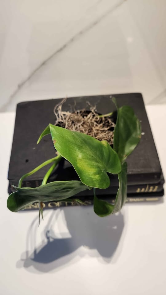 Stunning upcycled black book set planter with pothos - photo 4
