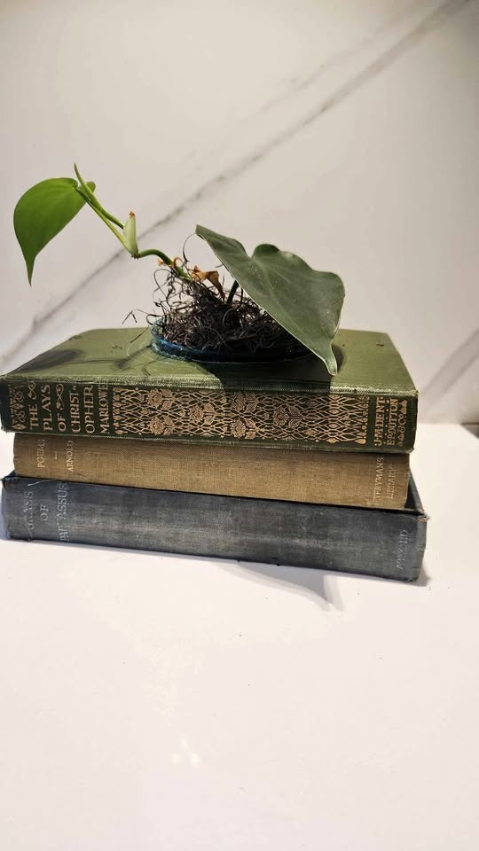 Set of 3 Vintage Green Books Upcycled Planter with Pothos