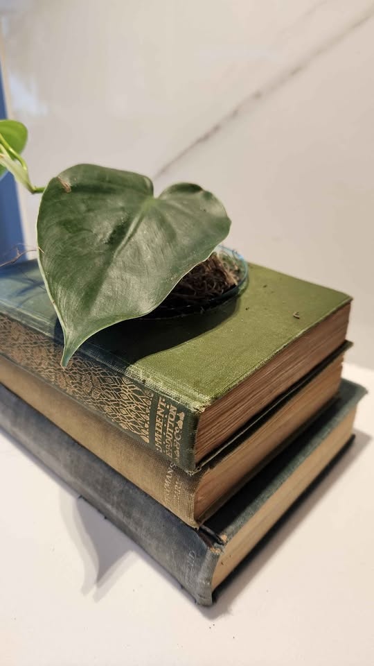 Set of 3 Vintage Green Books Upcycled Planter with Pothos - photo 2