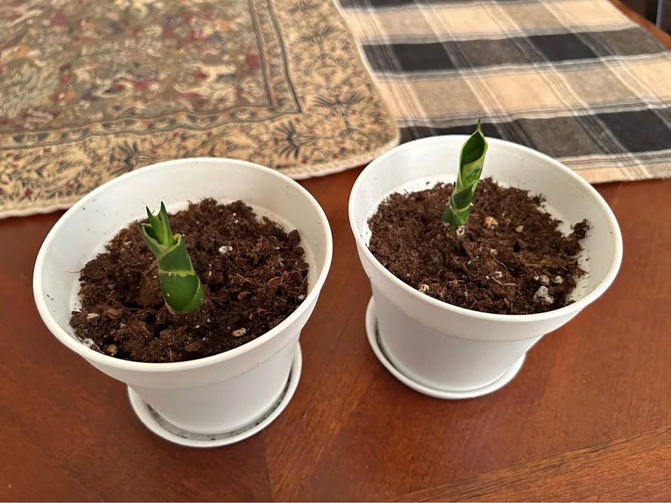 Snake Plant Pups in Pots