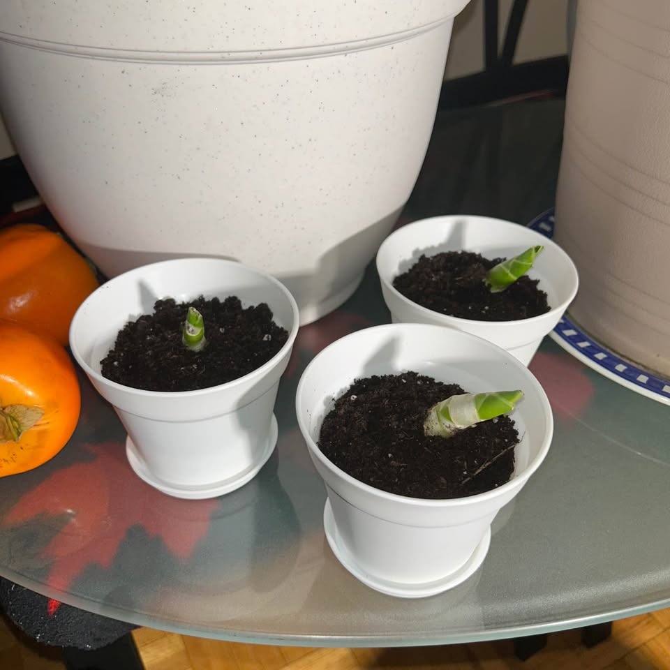 Snake Plant Pups in Pots - photo 2