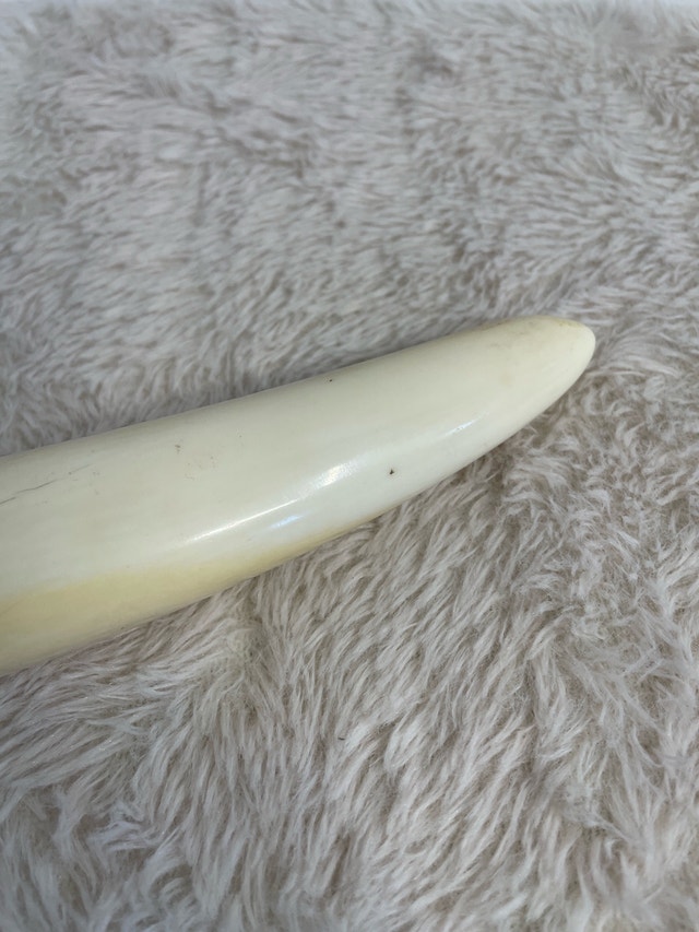 Antique Indigenous Walrus Ivory Tusk Book Page Turner 12" - photo 5