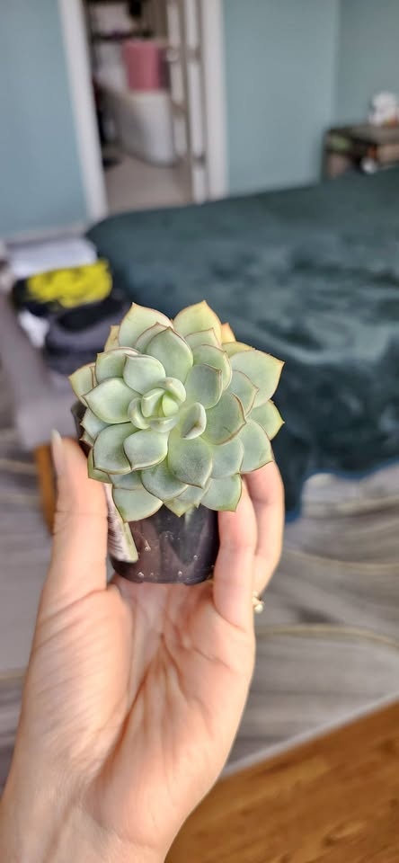 Cacti & Succulents