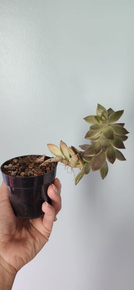 Cacti & Succulents - photo 2