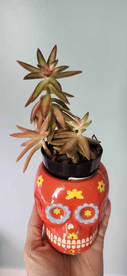 Cacti & Succulents - photo 3