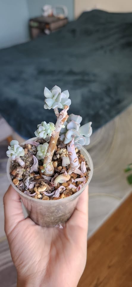 Cacti & Succulents - photo 4