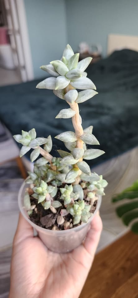 Cacti & Succulents - photo 5