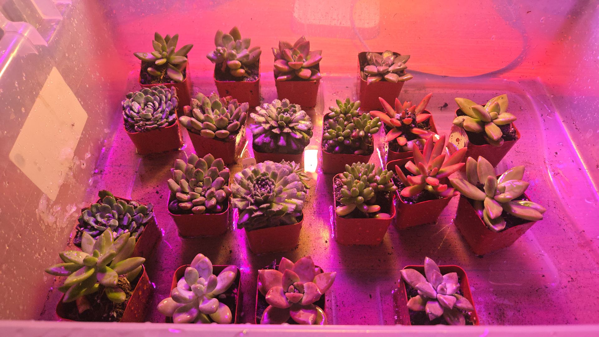 Tiny Succulents $4 Each – Help Me Run Chicago 2026