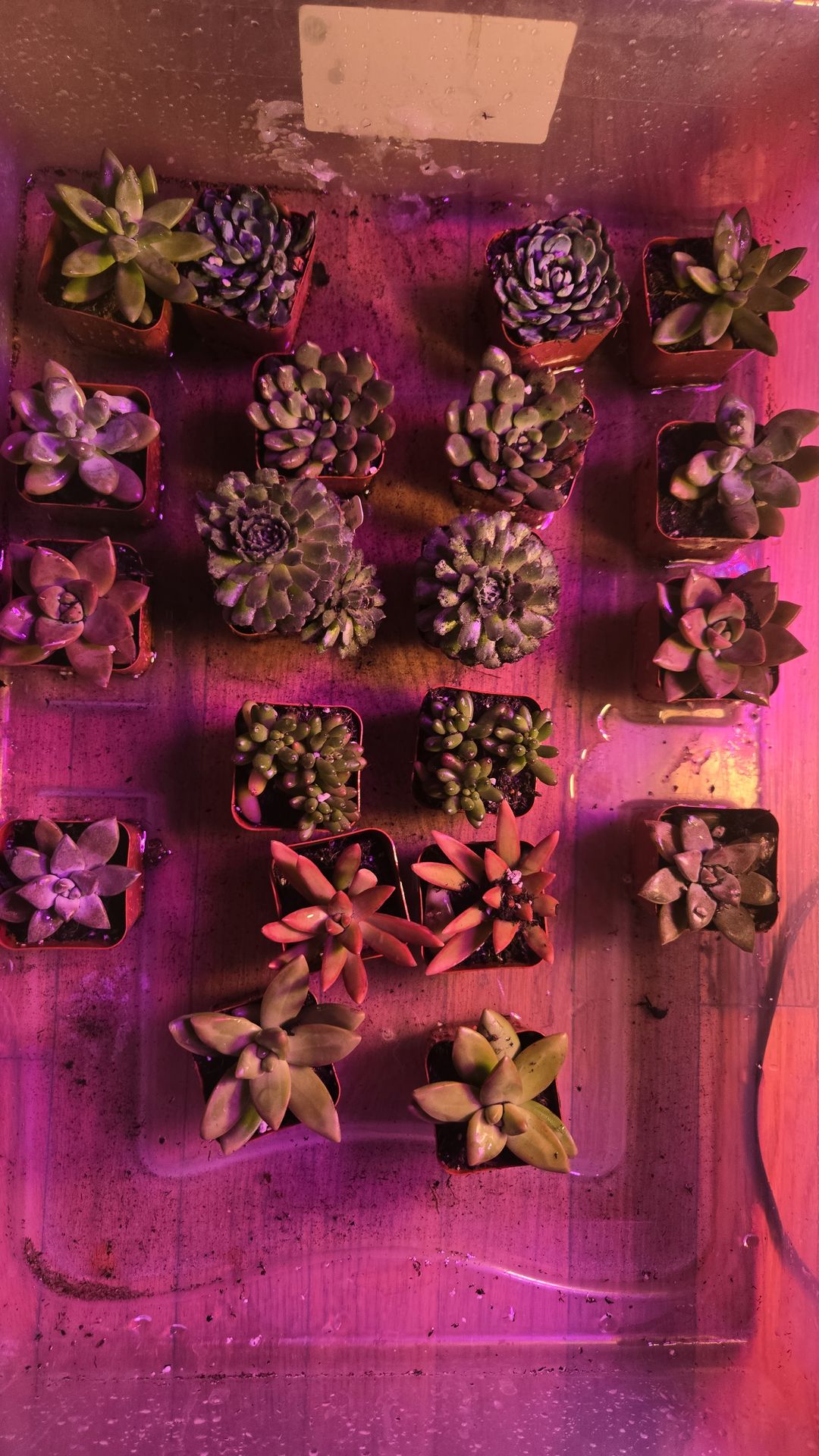 Tiny Succulents $4 Each – Help Me Run Chicago 2026 - photo 2
