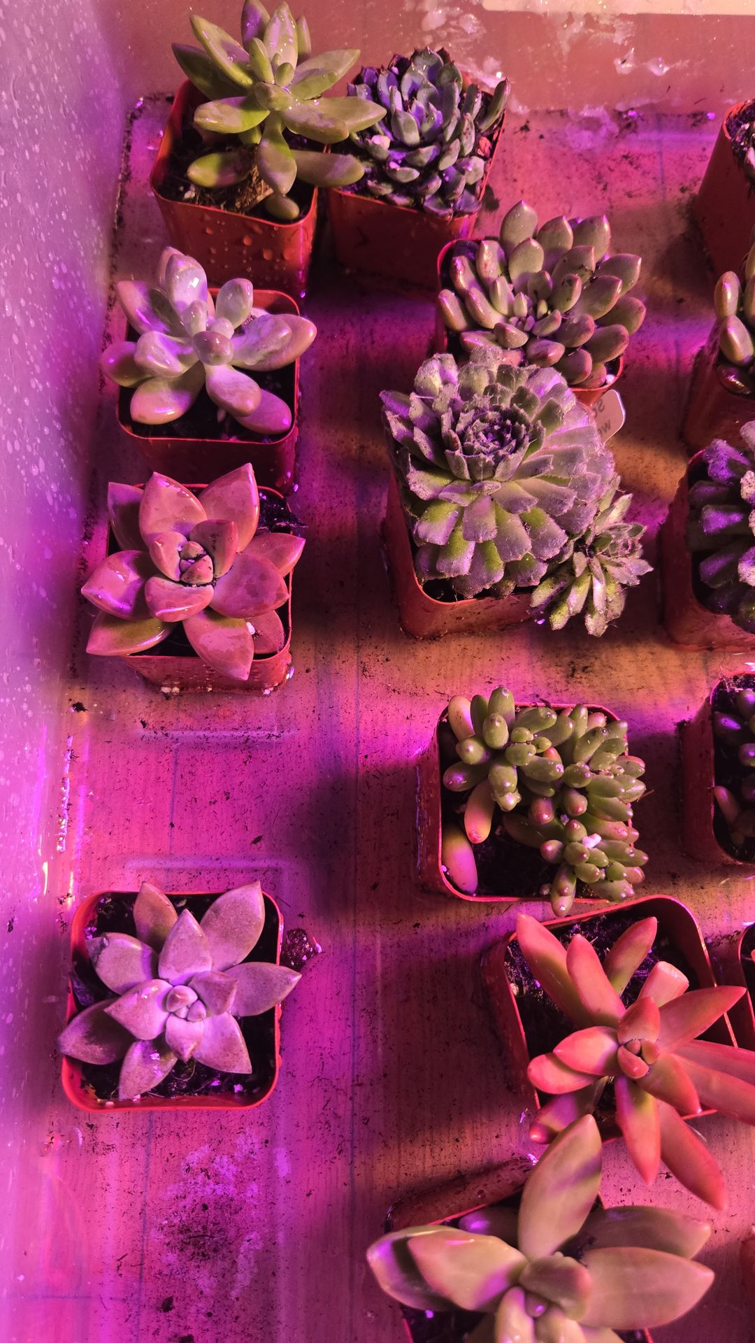 Tiny Succulents $4 Each – Help Me Run Chicago 2026 - photo 3