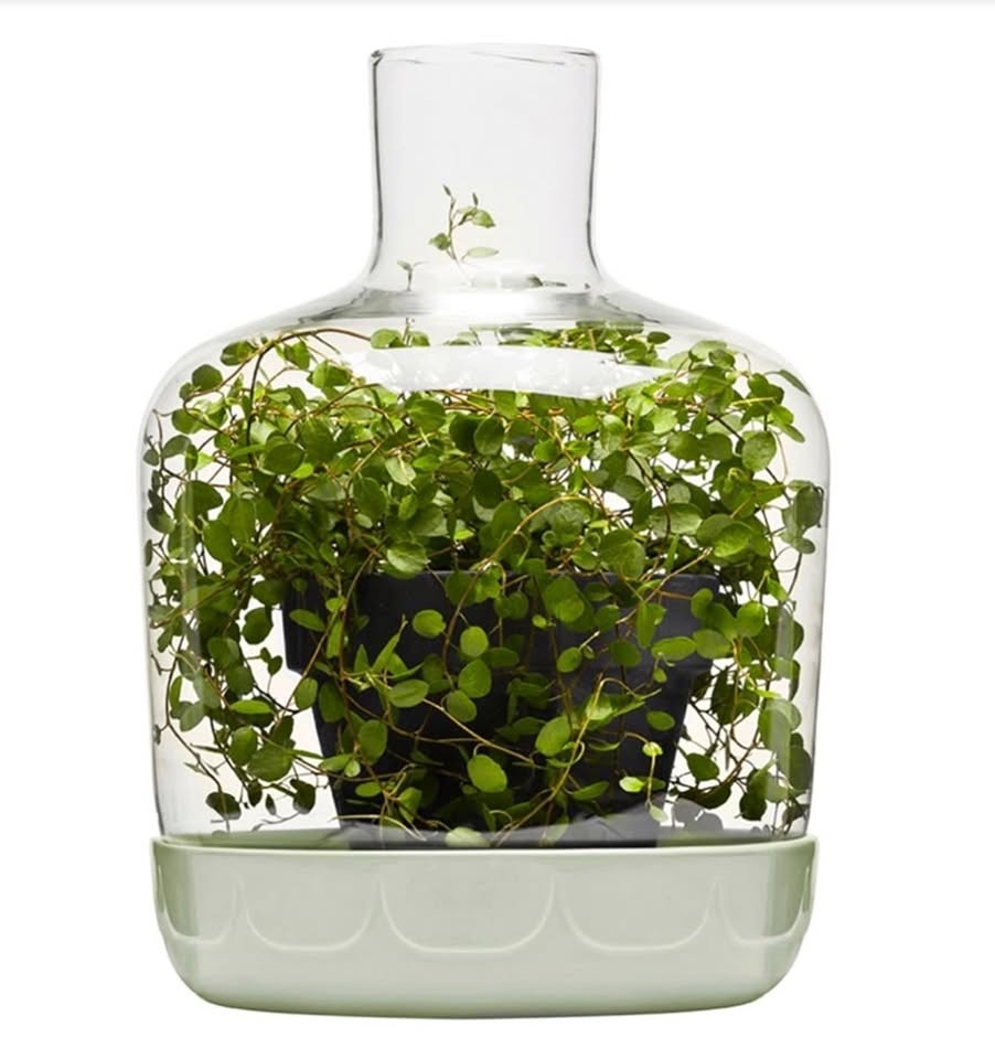 Sagaform Sage Green Greenhouse Terrarium with Glass Cover