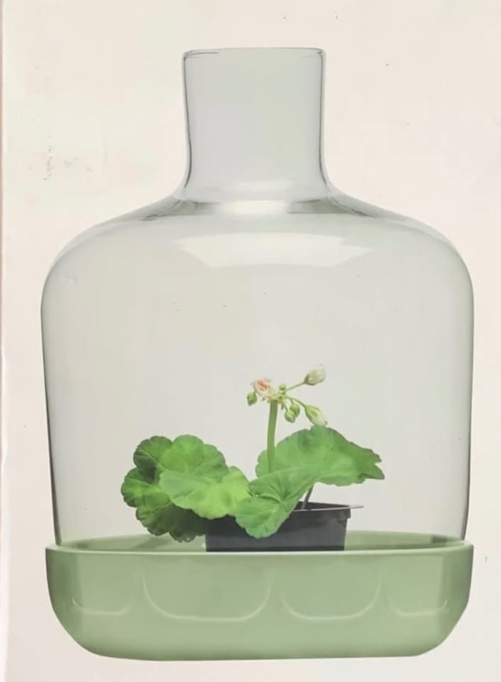 Sagaform Sage Green Greenhouse Terrarium with Glass Cover - photo 4