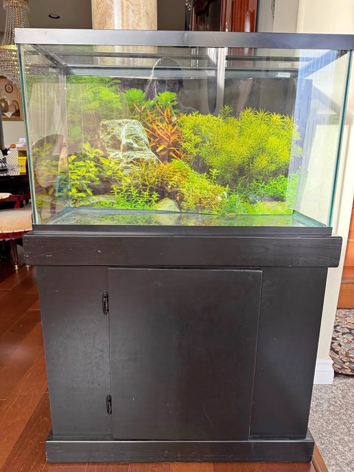 Aquarium with lid and stand - 30 gal