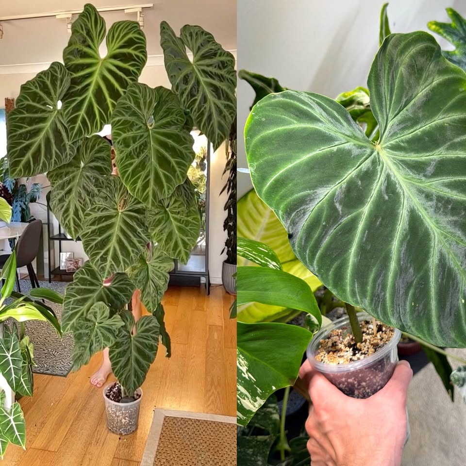 Philodendron verrucosum