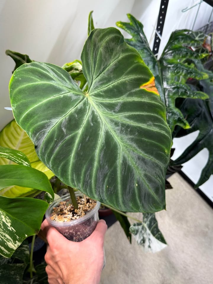 Philodendron verrucosum - photo 2