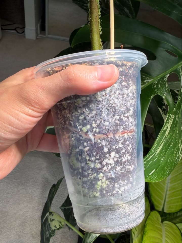 Philodendron verrucosum - photo 3