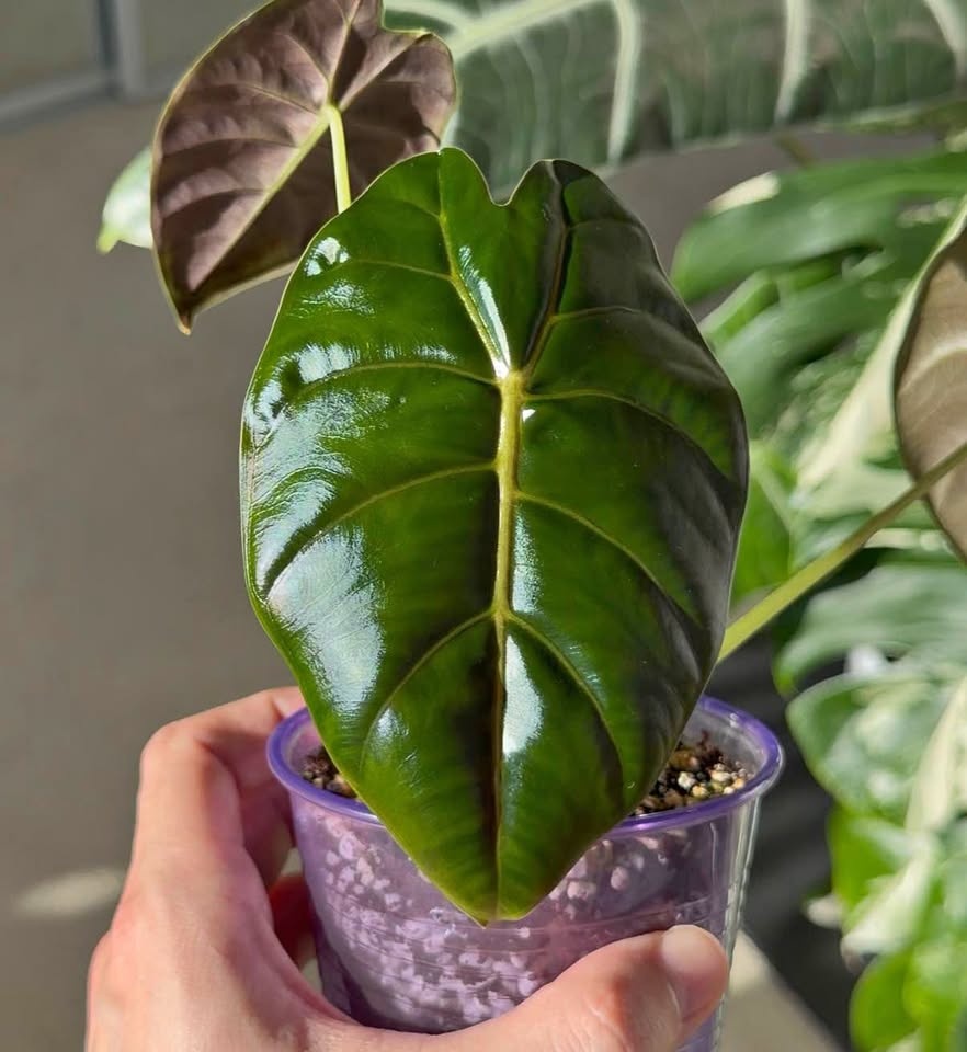 Alocasia golden bone in a self watering cup