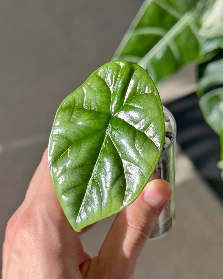 Alocasia sinuata