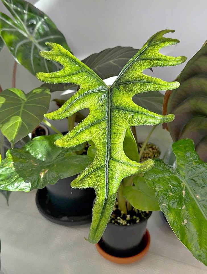 Alocasia Jacklyn