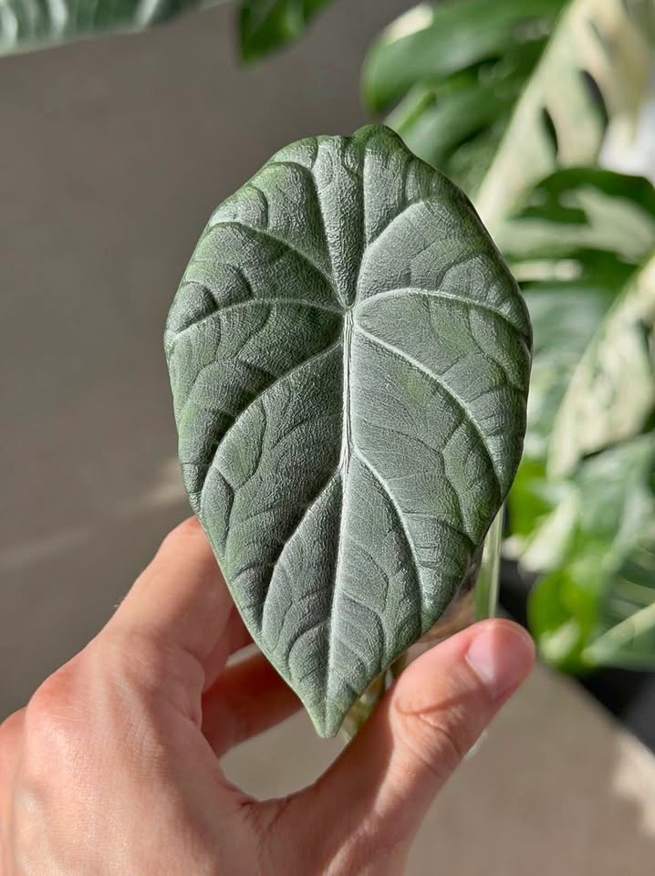 Alocasia maharani Grey Dragon plant