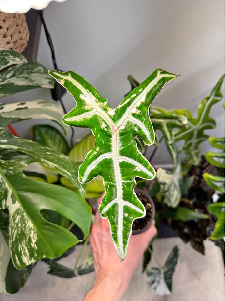Alocasia nobilis