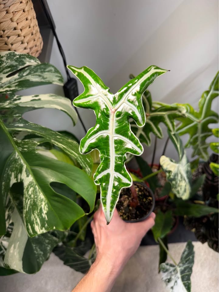 Alocasia nobilis - photo 2