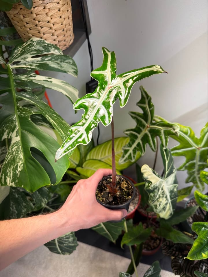 Alocasia nobilis - photo 3