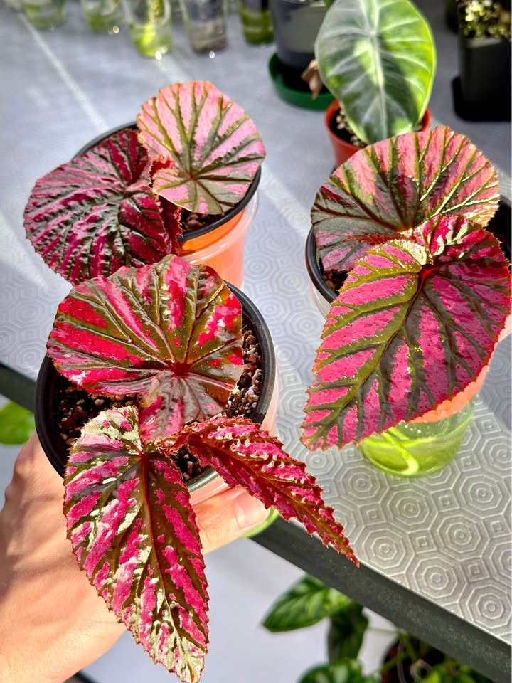 Rare Begonia brevirimosa