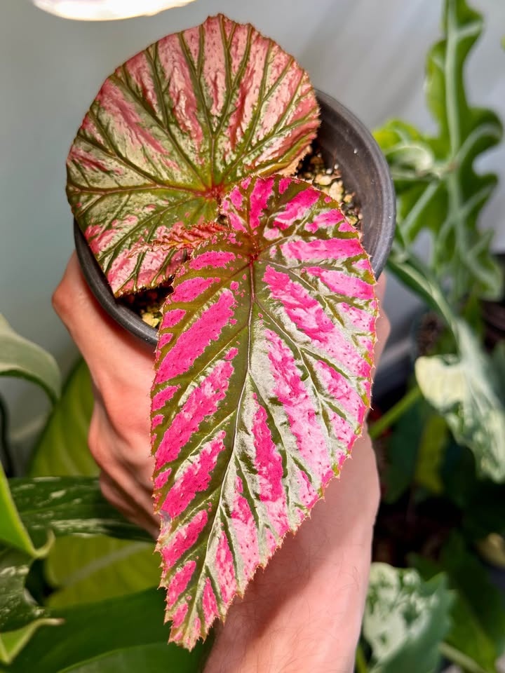Rare Begonia brevirimosa - photo 2