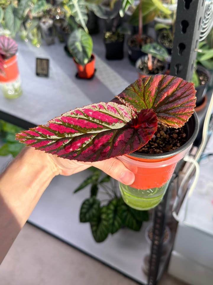 Rare Begonia brevirimosa - photo 3