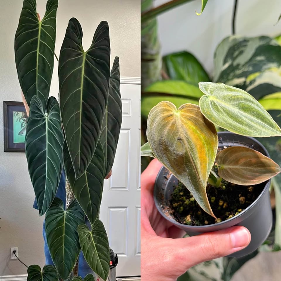 Philodendron melanochrysum