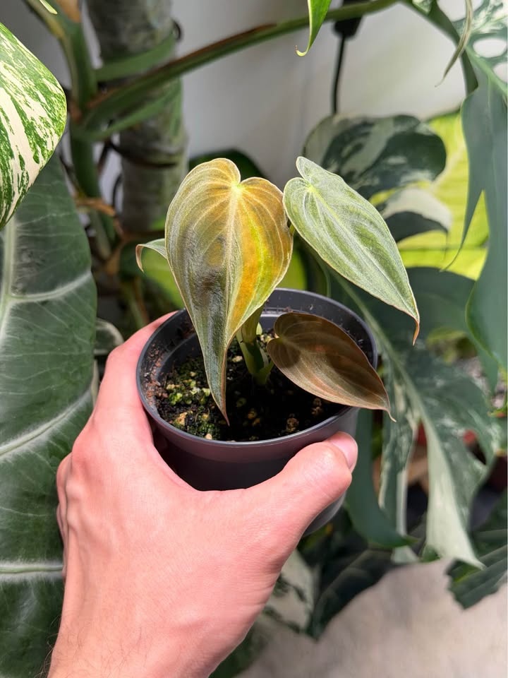 Philodendron melanochrysum - photo 2