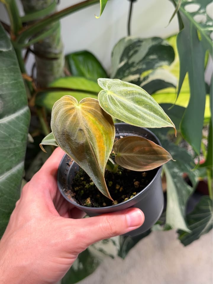 Philodendron melanochrysum - photo 3
