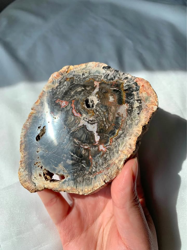 Black Petrified Wood Slab