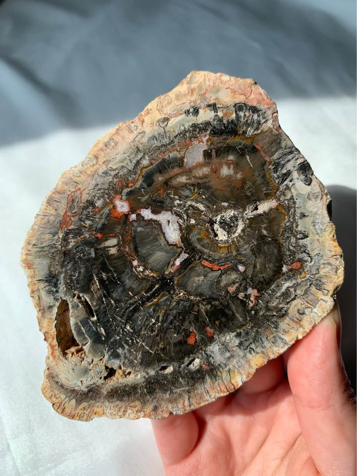 Black Petrified Wood Slab - photo 2