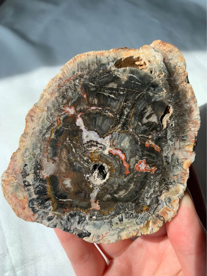 Black Petrified Wood Slab - photo 3