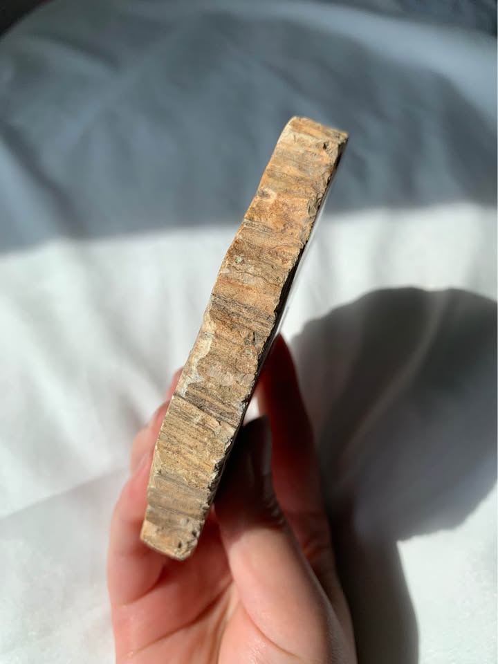 Black Petrified Wood Slab - photo 4