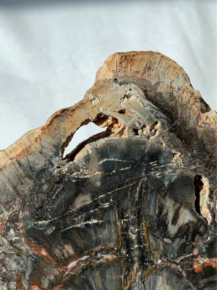Black Petrified Wood Slab - photo 5