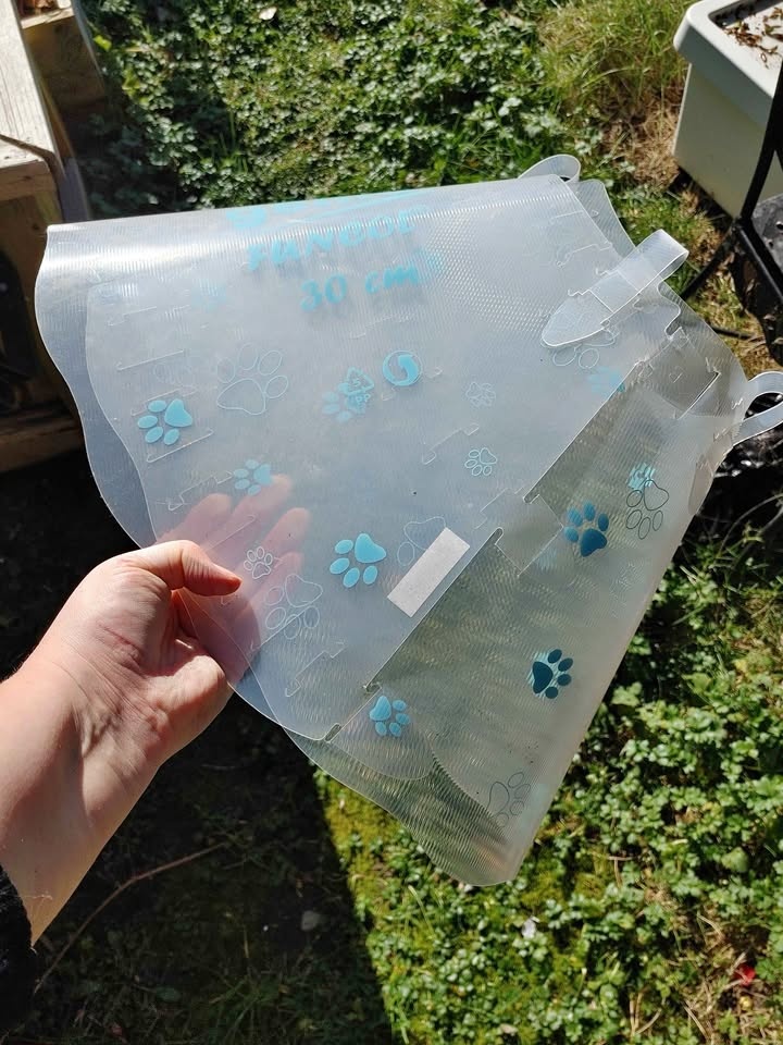 🧡Bingo Pet Recovery Cone 30 CM with Paw Prints