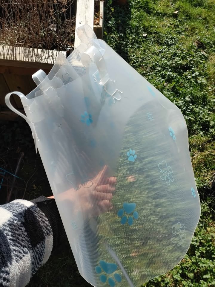 🧡Bingo Pet Recovery Cone 30 CM with Paw Prints - photo 3