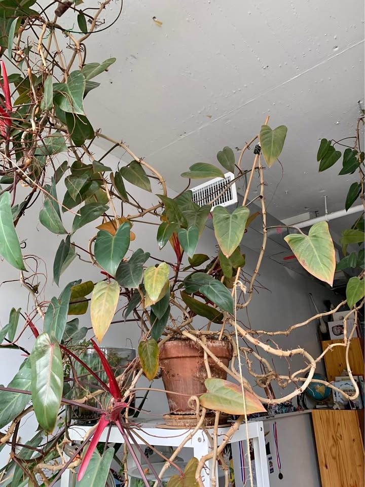 Gigantic plant for sale