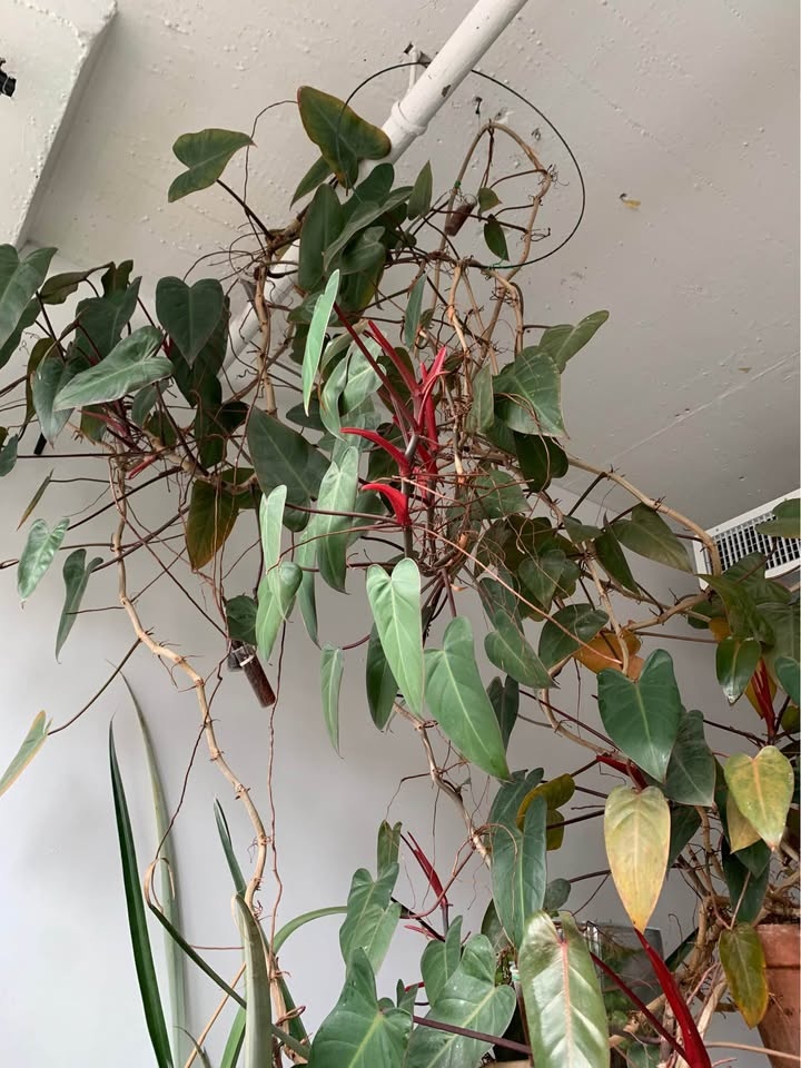 Gigantic plant for sale - photo 2