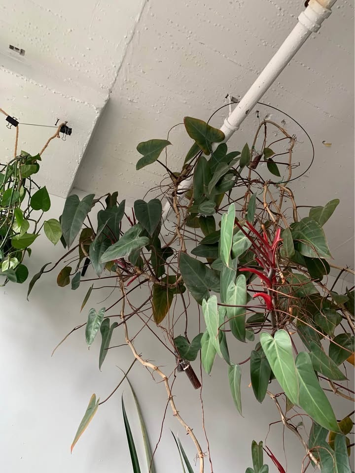 Gigantic plant for sale - photo 3