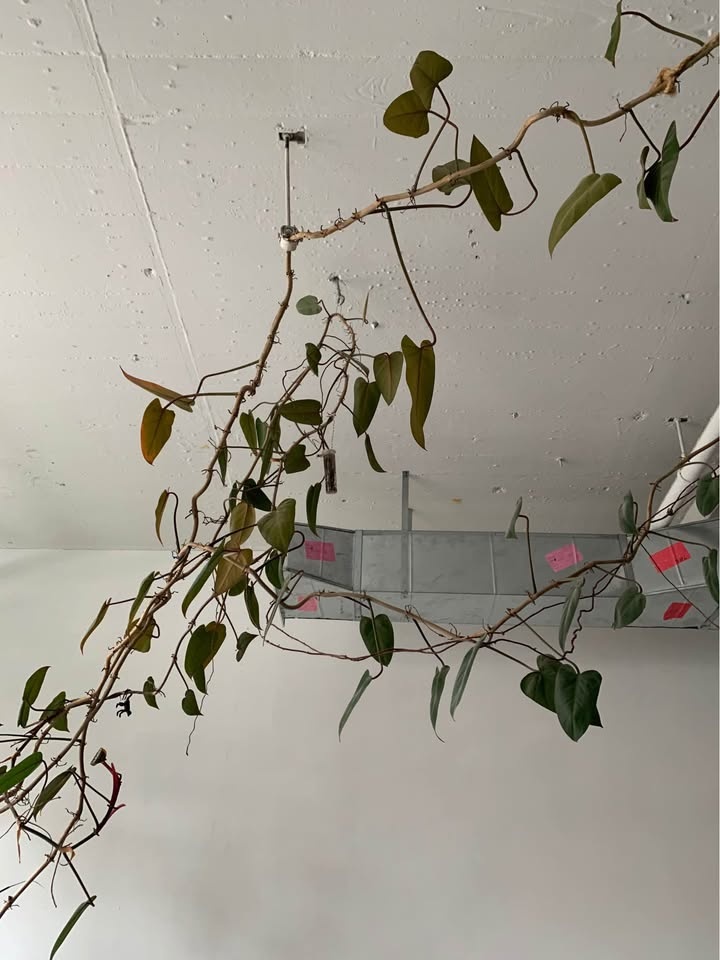 Gigantic plant for sale - photo 4