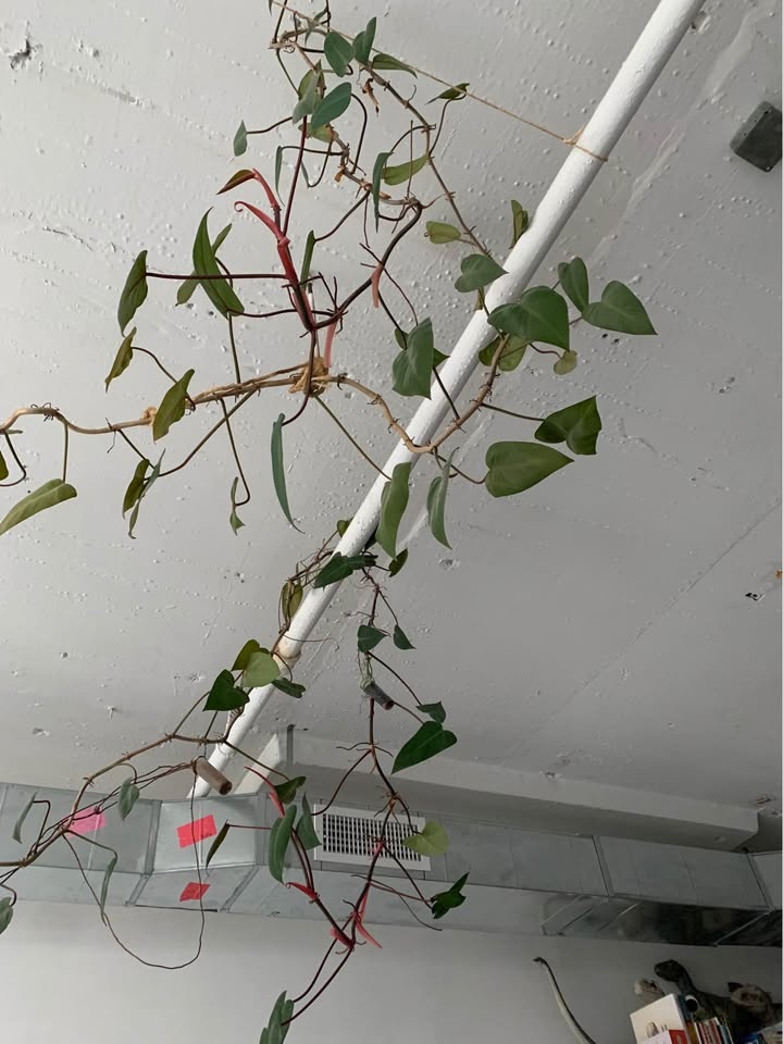 Gigantic plant for sale - photo 5