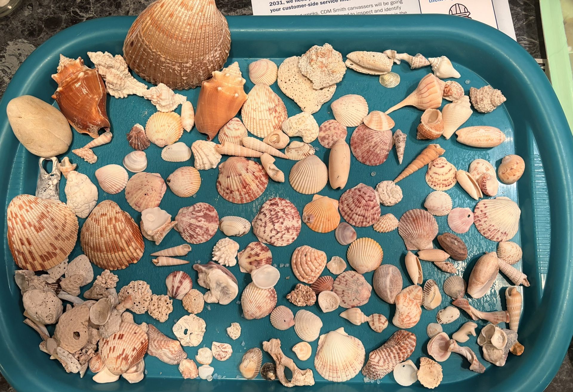 Assorted Sea Shells From Sanibel Island
