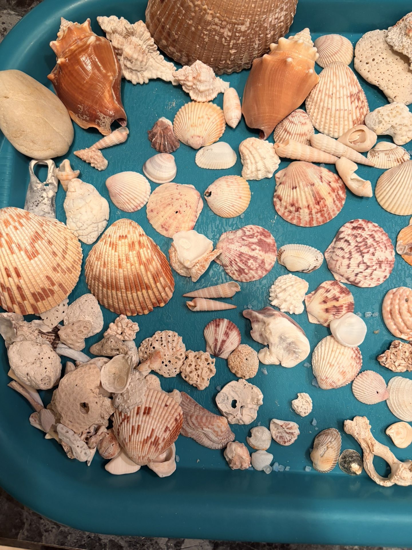 Assorted Sea Shells From Sanibel Island - photo 2