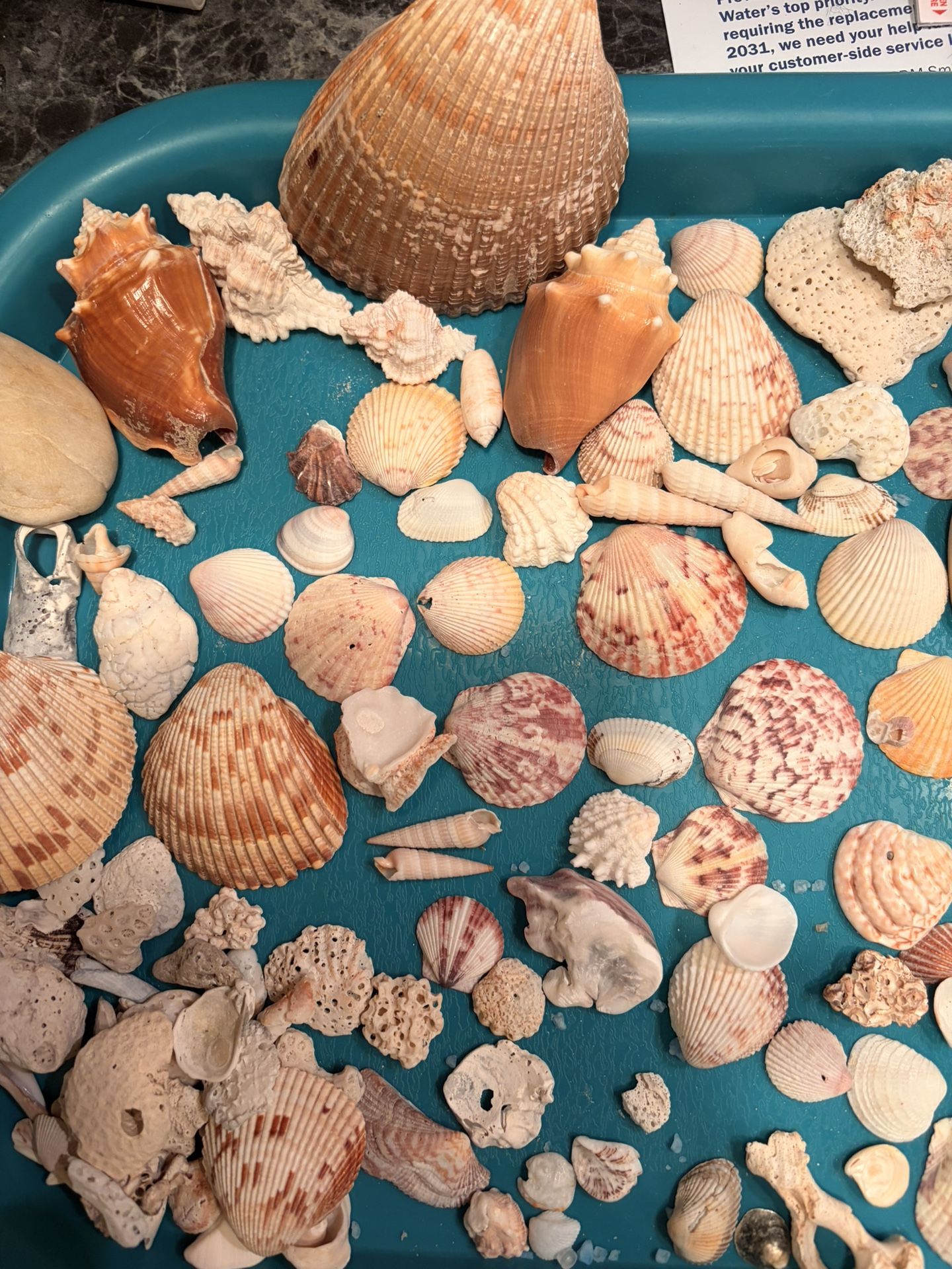 Assorted Sea Shells From Sanibel Island - photo 3