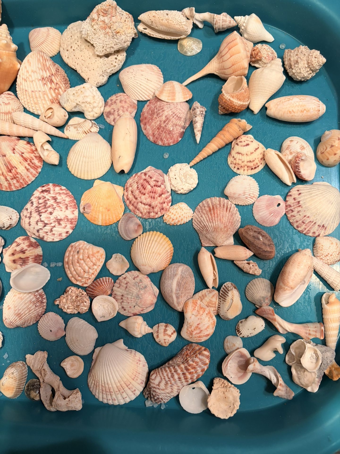 Assorted Sea Shells From Sanibel Island - photo 4